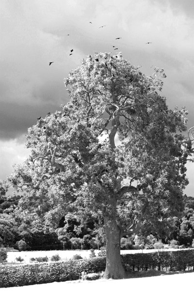 Black and white_0015